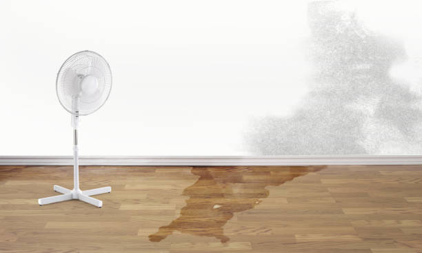 Best Basement water damage restoration  in North Miami Beach, FL